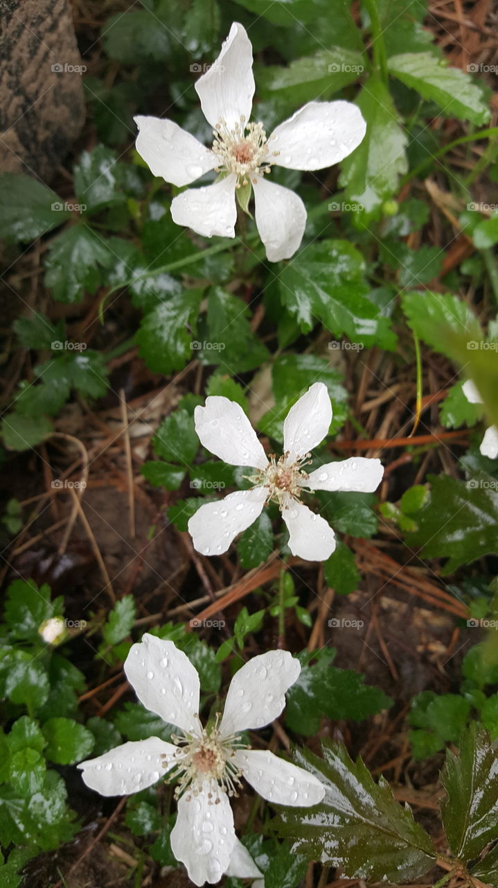 blooms