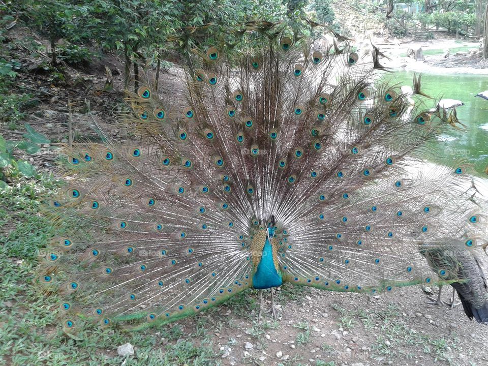 Peacock, Nature, Bird, Feather, Tropical
