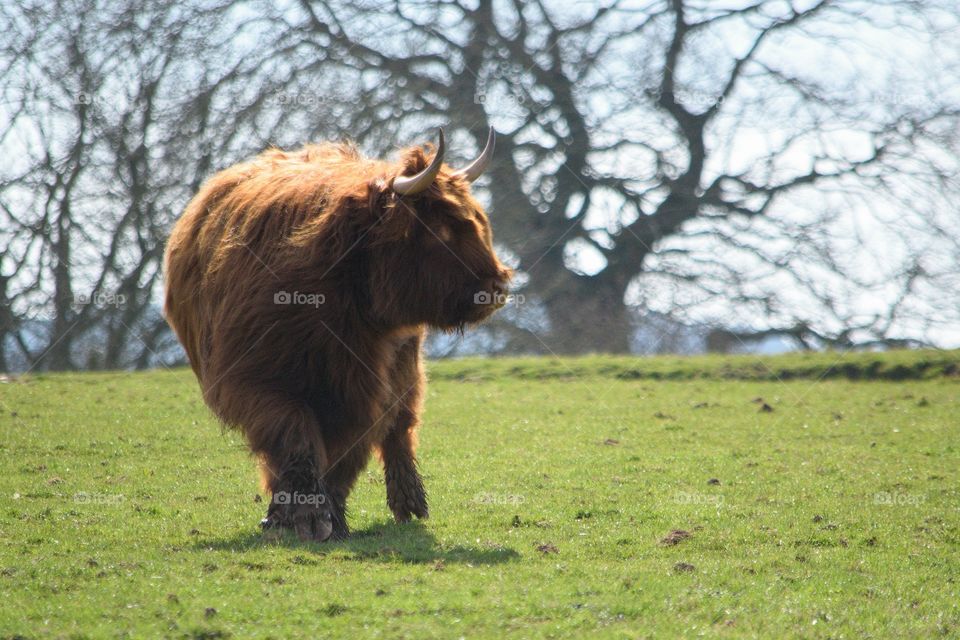 highland cow standing in field