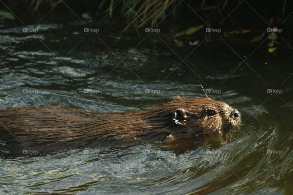 Beaver 