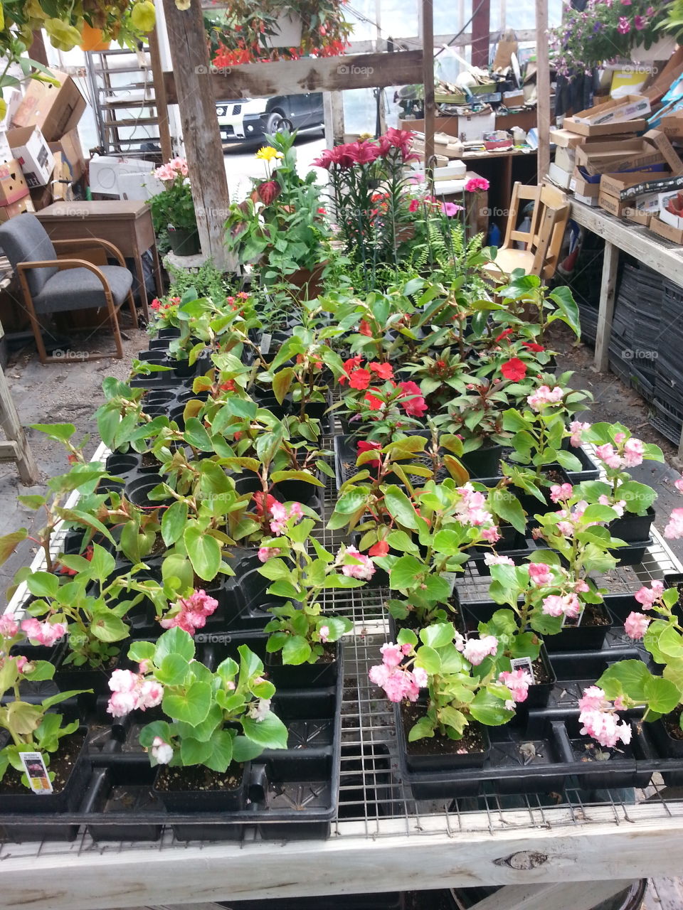 Flower, Garden, Greenhouse, Pot, Planter