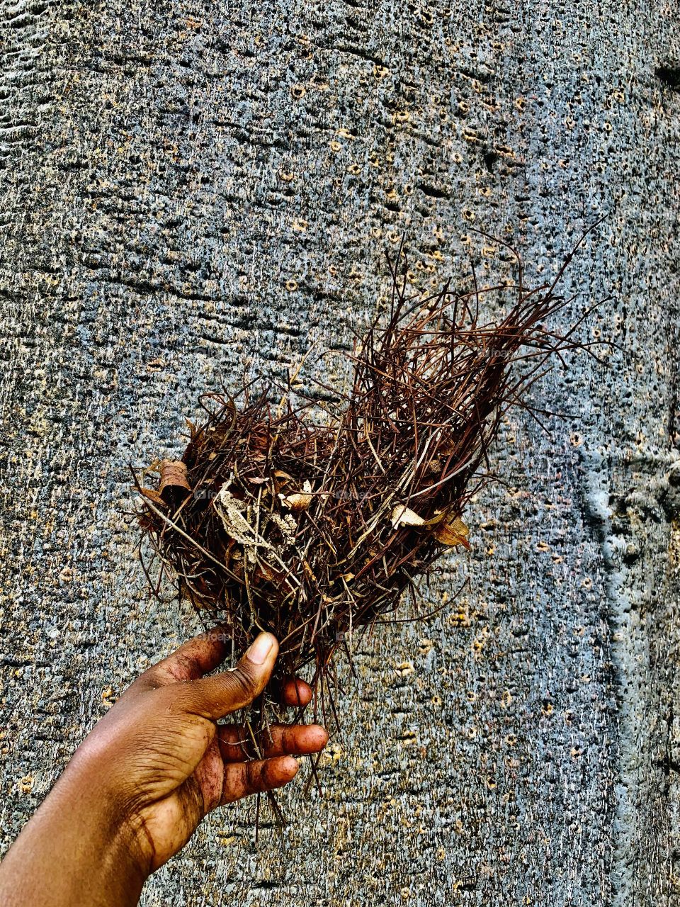 This here is a bird nest, finding this on Valentines made it look like a love (heart) shape. It’s beautiful.