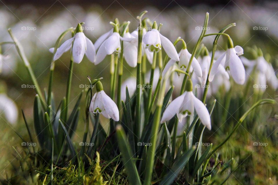 Snowdrops