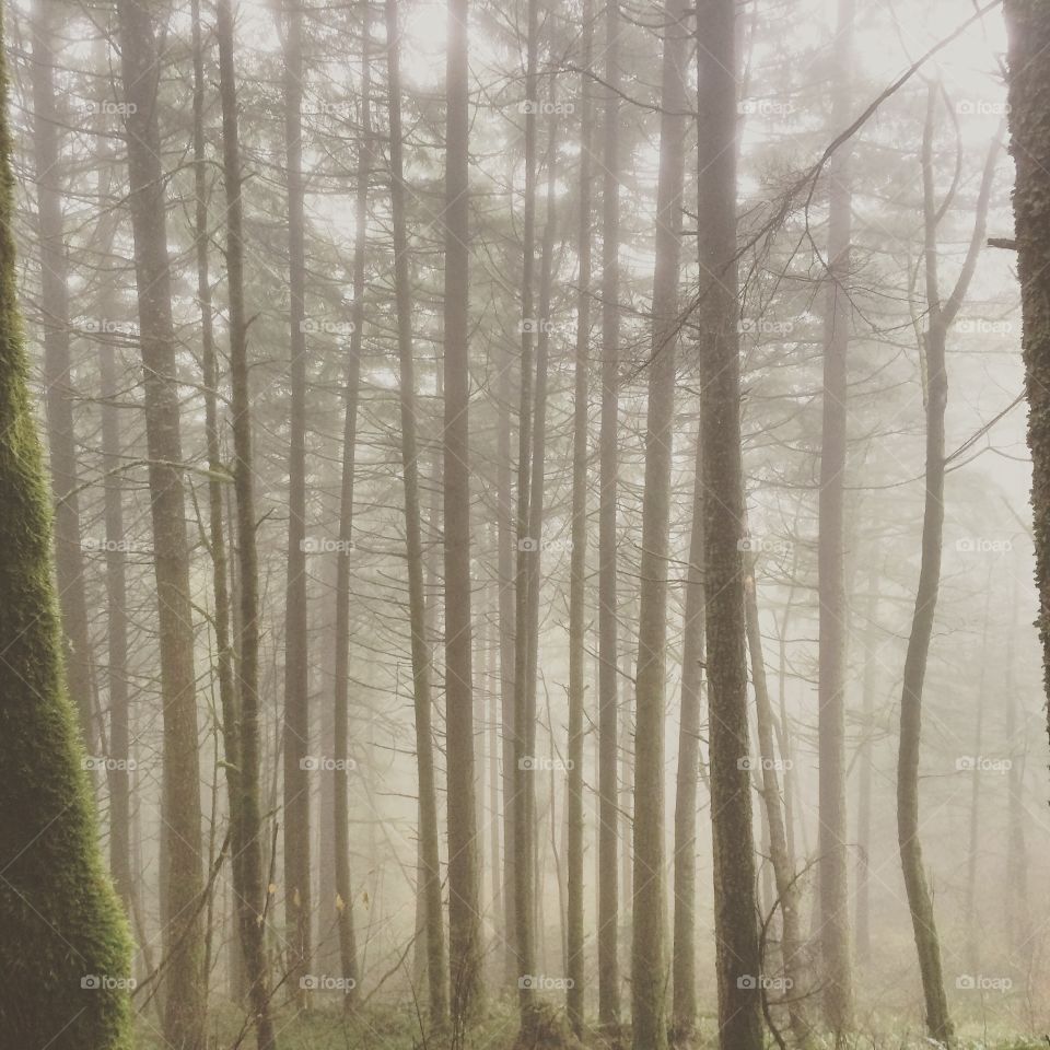 Foggy morning in forest