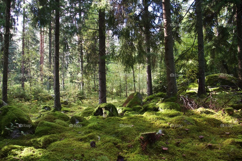 View of forest