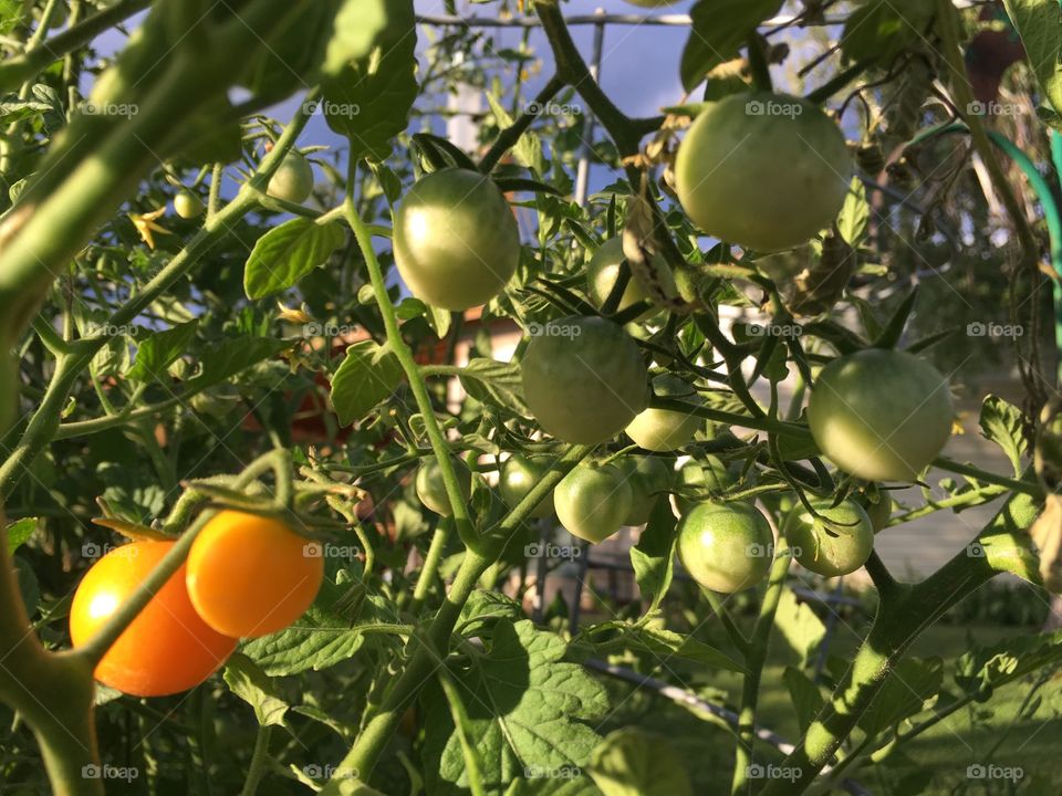 Cherry tomatoes