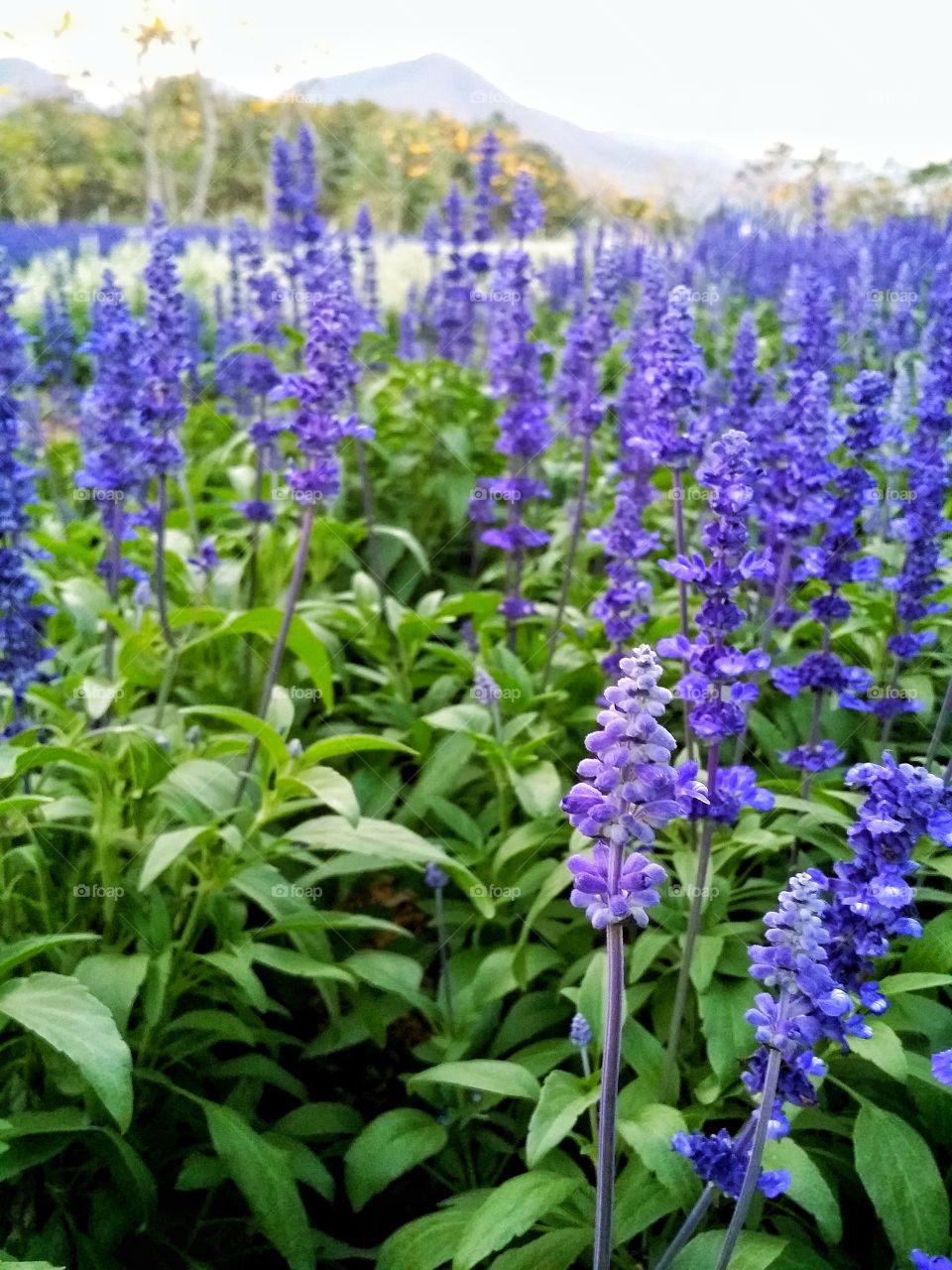 Beautiful flora in the garden.