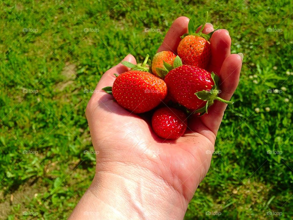 I grew this. Home grown strawberries 