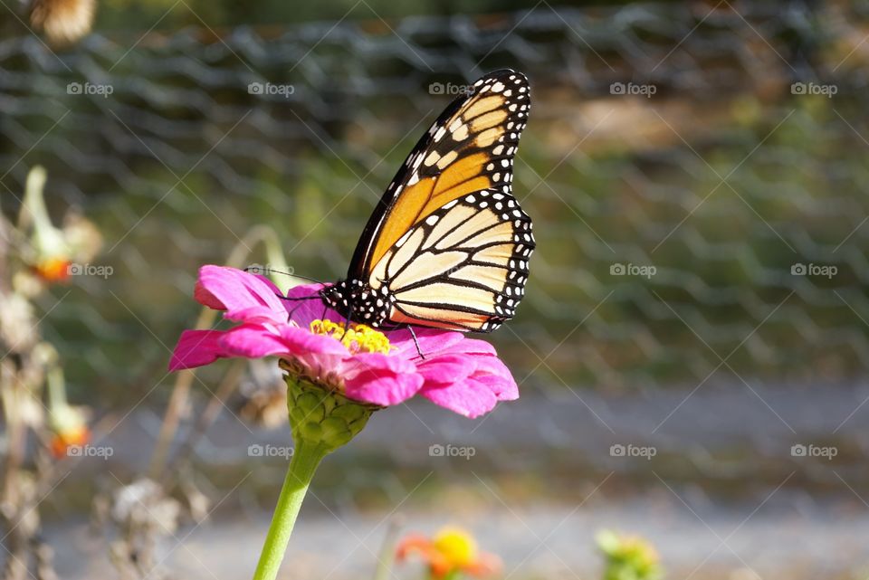 Butterfly On Flower