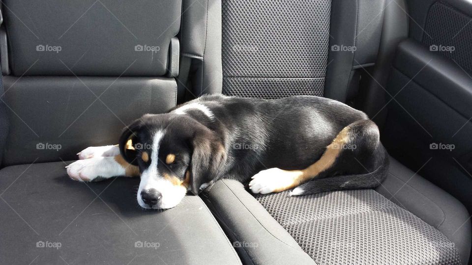 sleeping pup in car