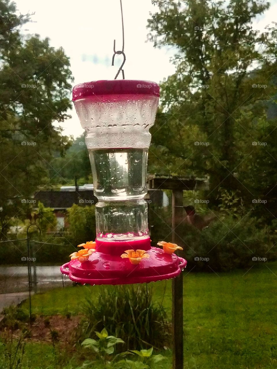 front yard hummingbird
