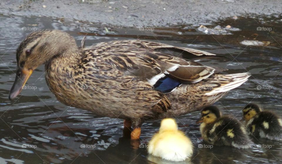 Duckling and mother
wild mallard /
Anas platyrhynchos
The domestic duck, like other poultry species.
Mallards live in wetlands, eat water plants and small animals, and are social animals preferring to congregate in groups or flocks of varying sizes. This species is the main ancestor of most breeds of domesticated ducks.