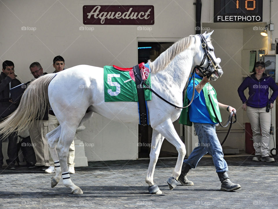 Zen Papa, a white powerful looking colt parading around the Aqueduct paddock.
zazzle. com/fleetphoto