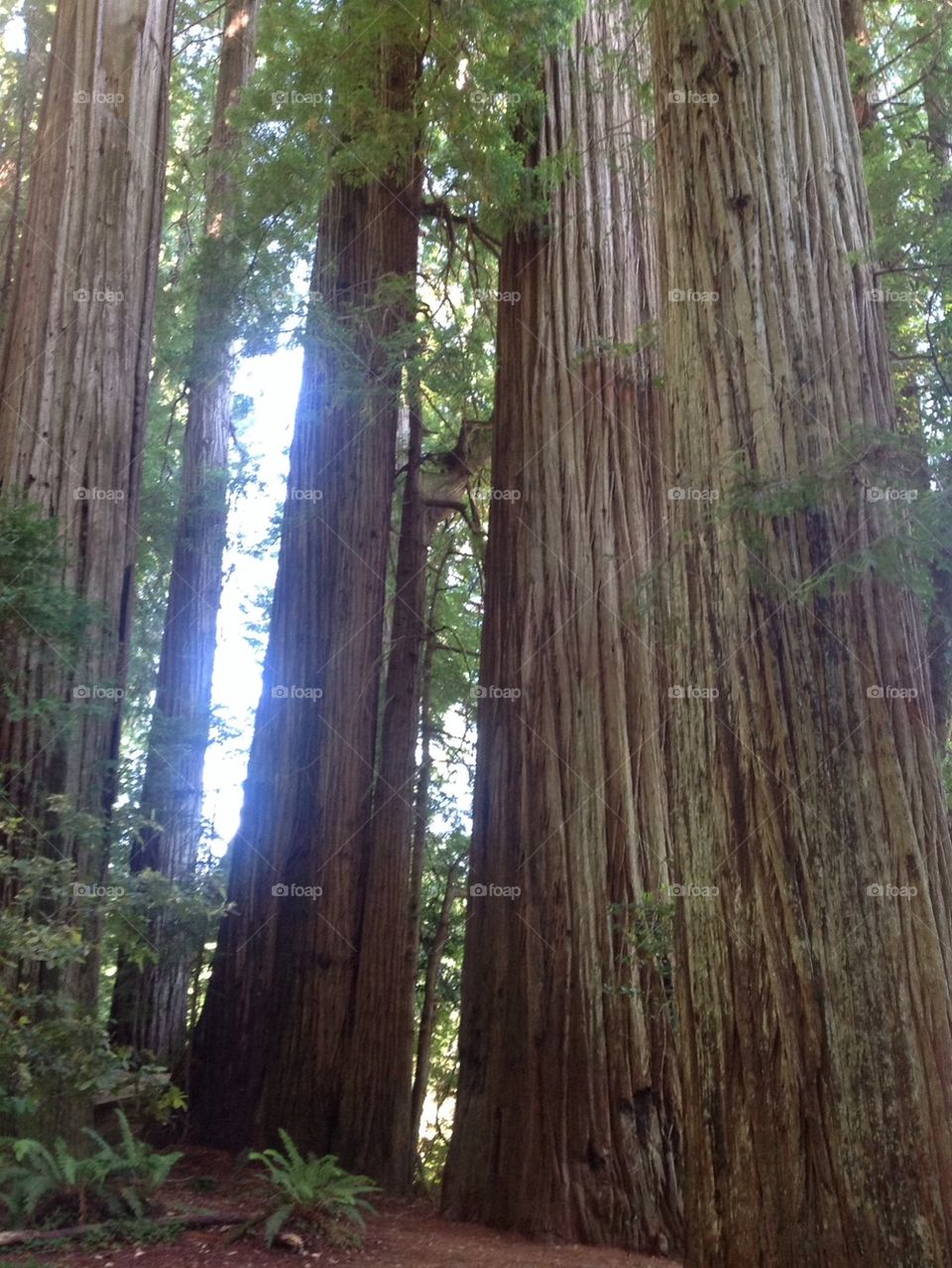 Giant redwoods Old Grove