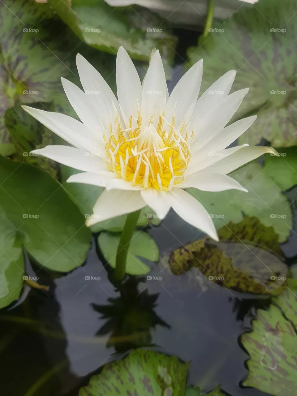 colored lotus