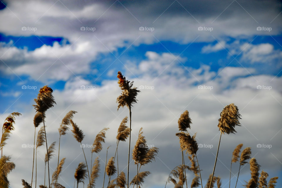 If you were the wind and i was the reeds, i would dance for ever under the blue sky..!!!!!