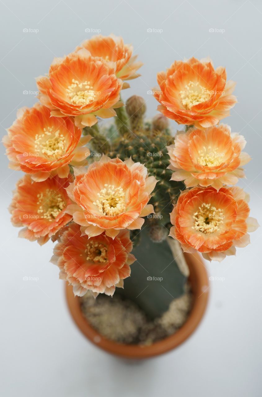 cactus lobivia cactus