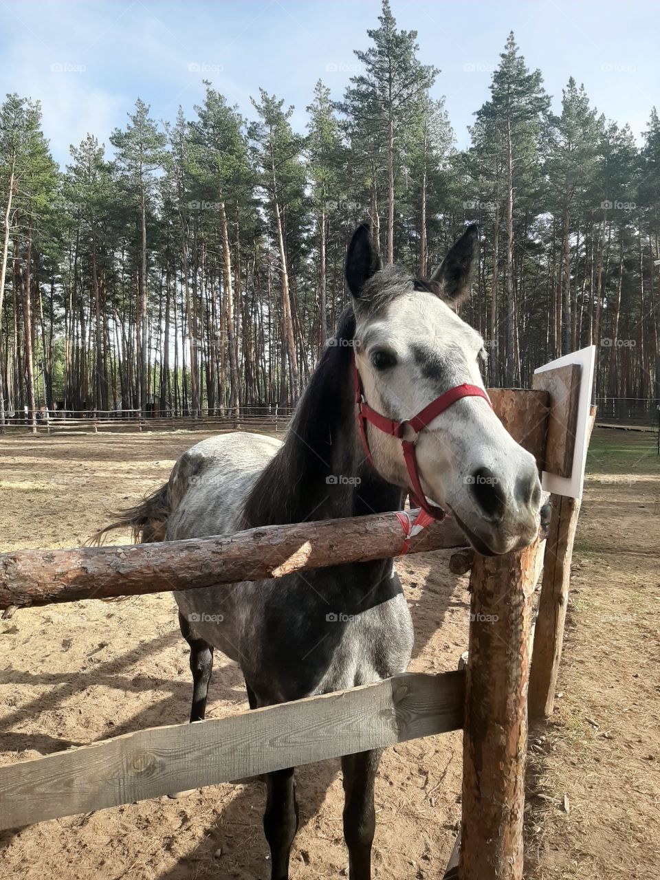gray horse in nature, серая лошадь с красной уздечкой, лошадь в яблоках