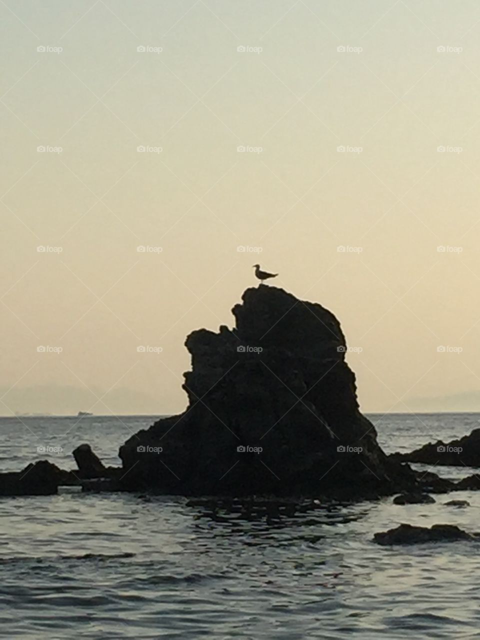 Sea Gull . Sunset with a Sea Gull on a rock 