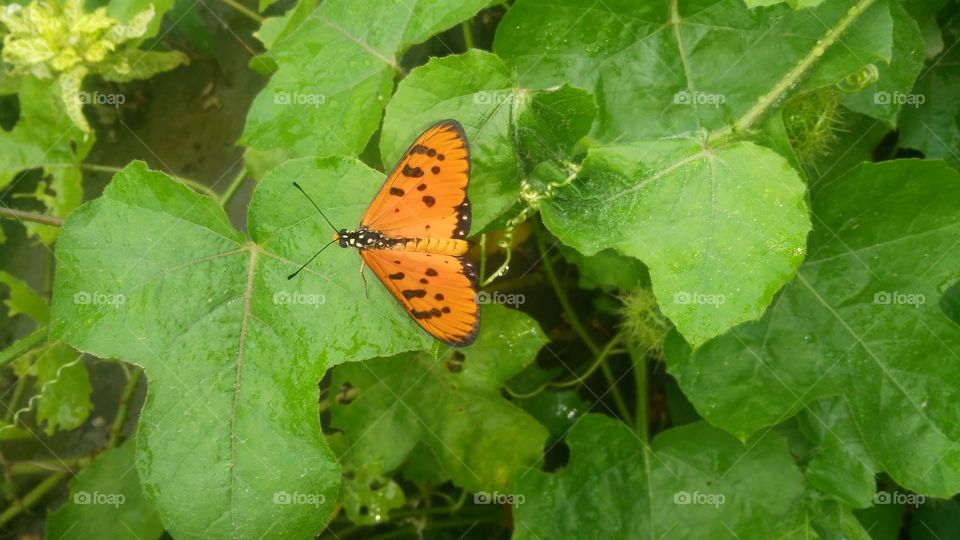 A beautiful butterfly on the leaves, which sucks fruit juices.These butterflies are often found in our country of India, this butterfly often sucks juice on the flower of sunflowers.