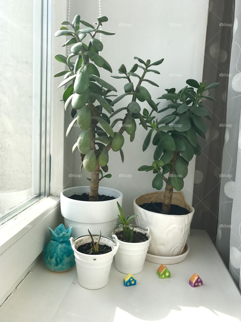 Flowers in pots near the window 