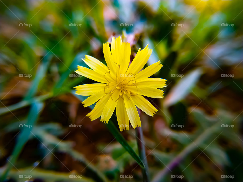 Yellow flowers blooming in the morning in summer
