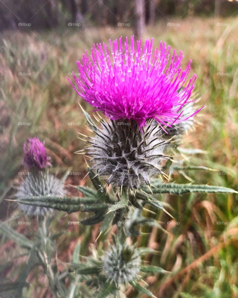 Thistle close up 