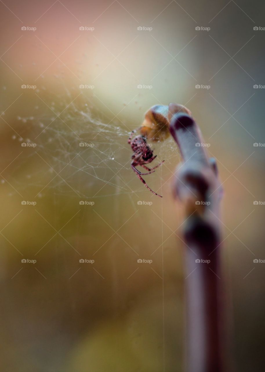 A small spider in the big world ;)