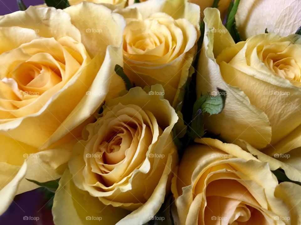 Yellow Roses