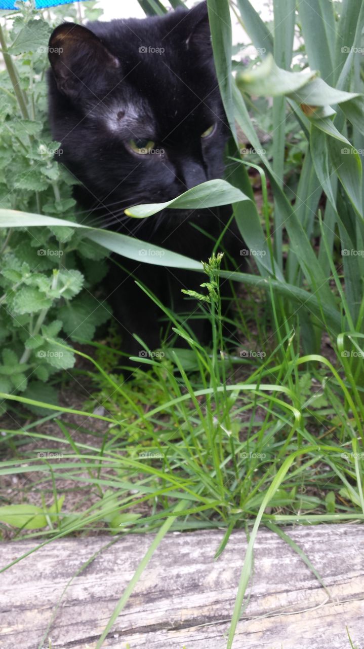 Shadow in the Wilderness