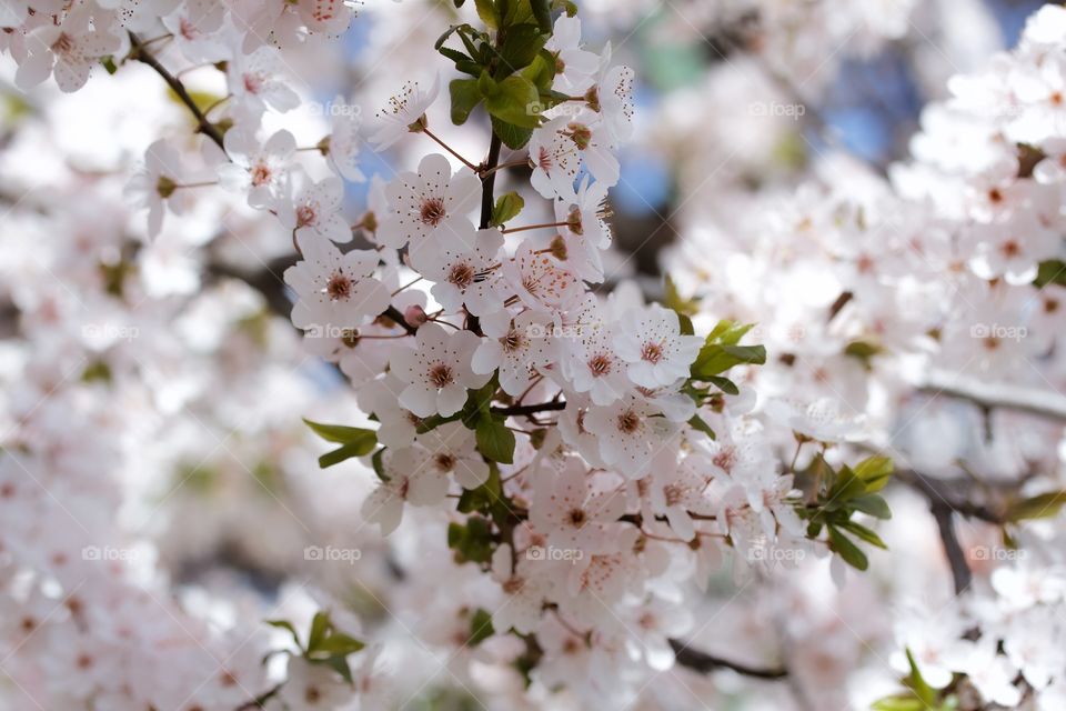 Cherry blossom 