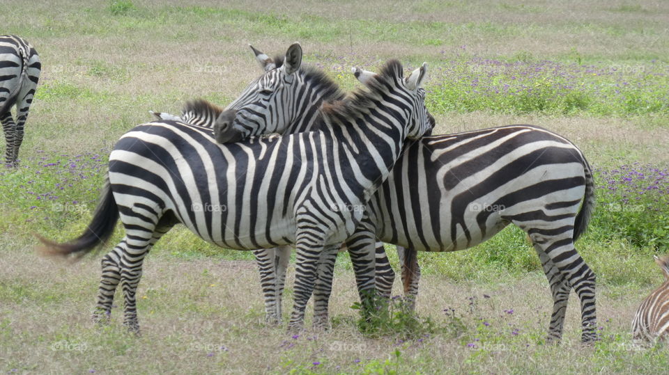 zebra in Tansania