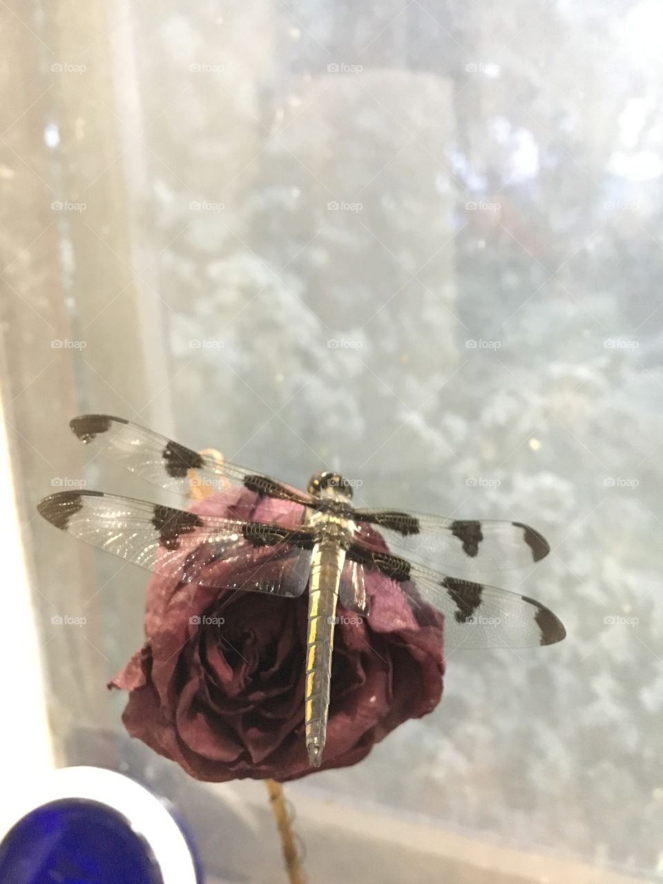 Dragon fly in my kitchen 