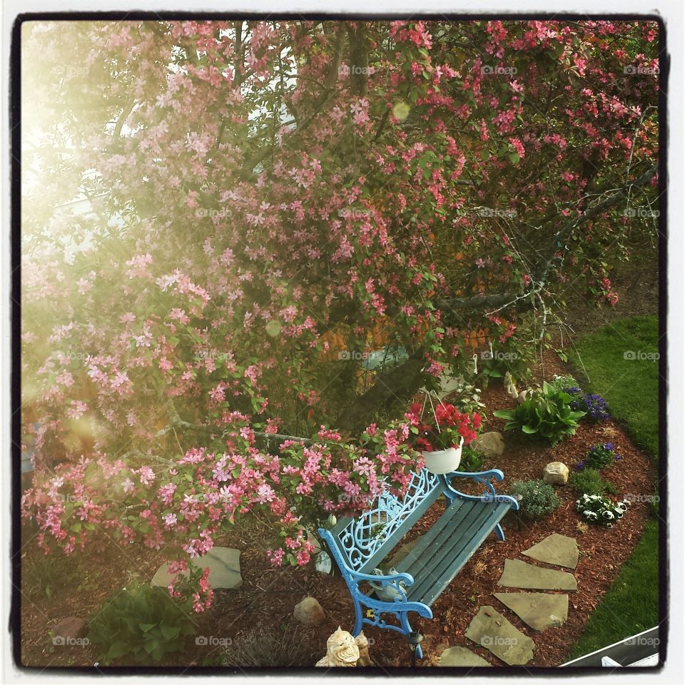 Secret Garden. our tree in the side yard