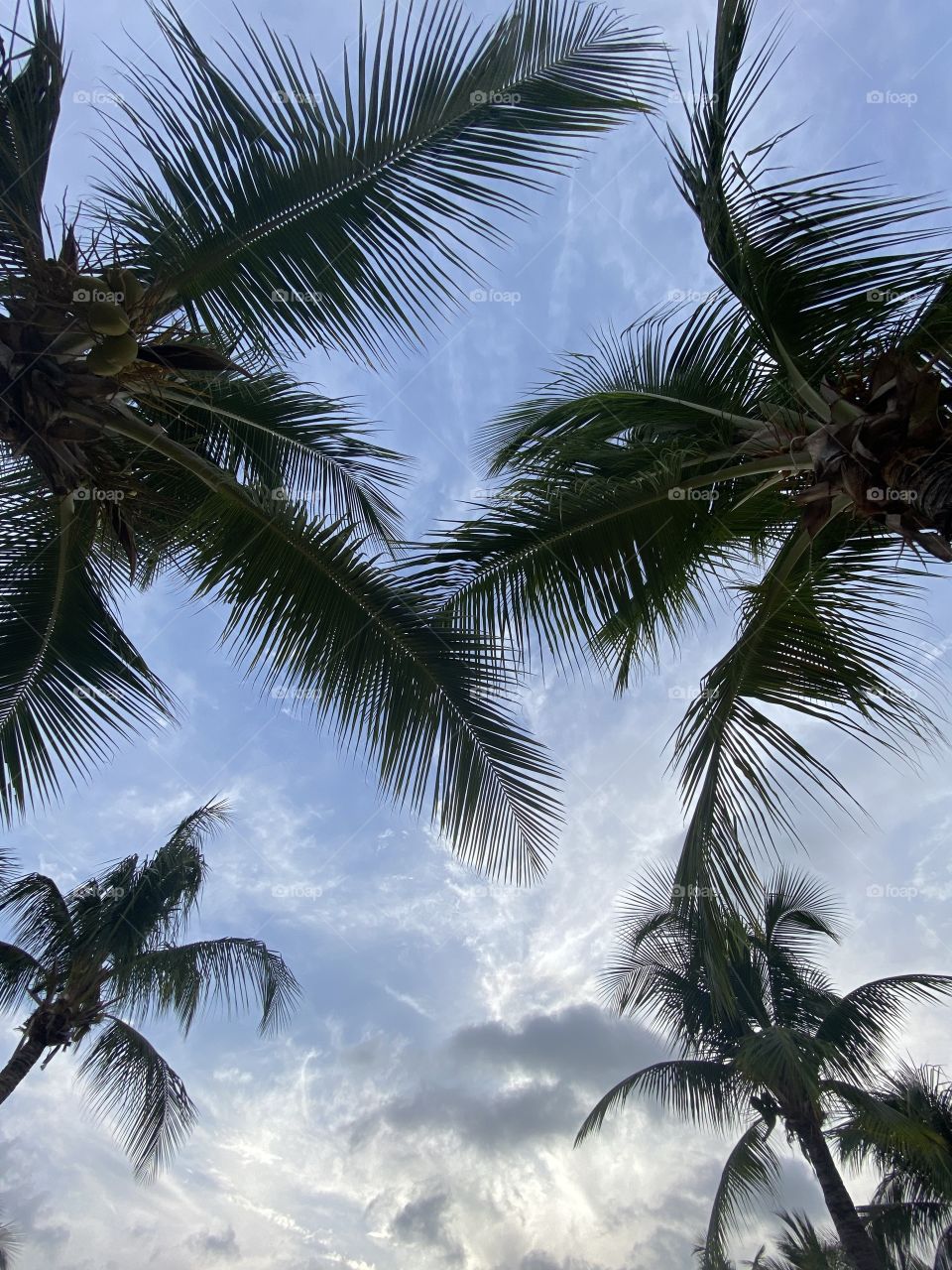 Sky and palm trees 