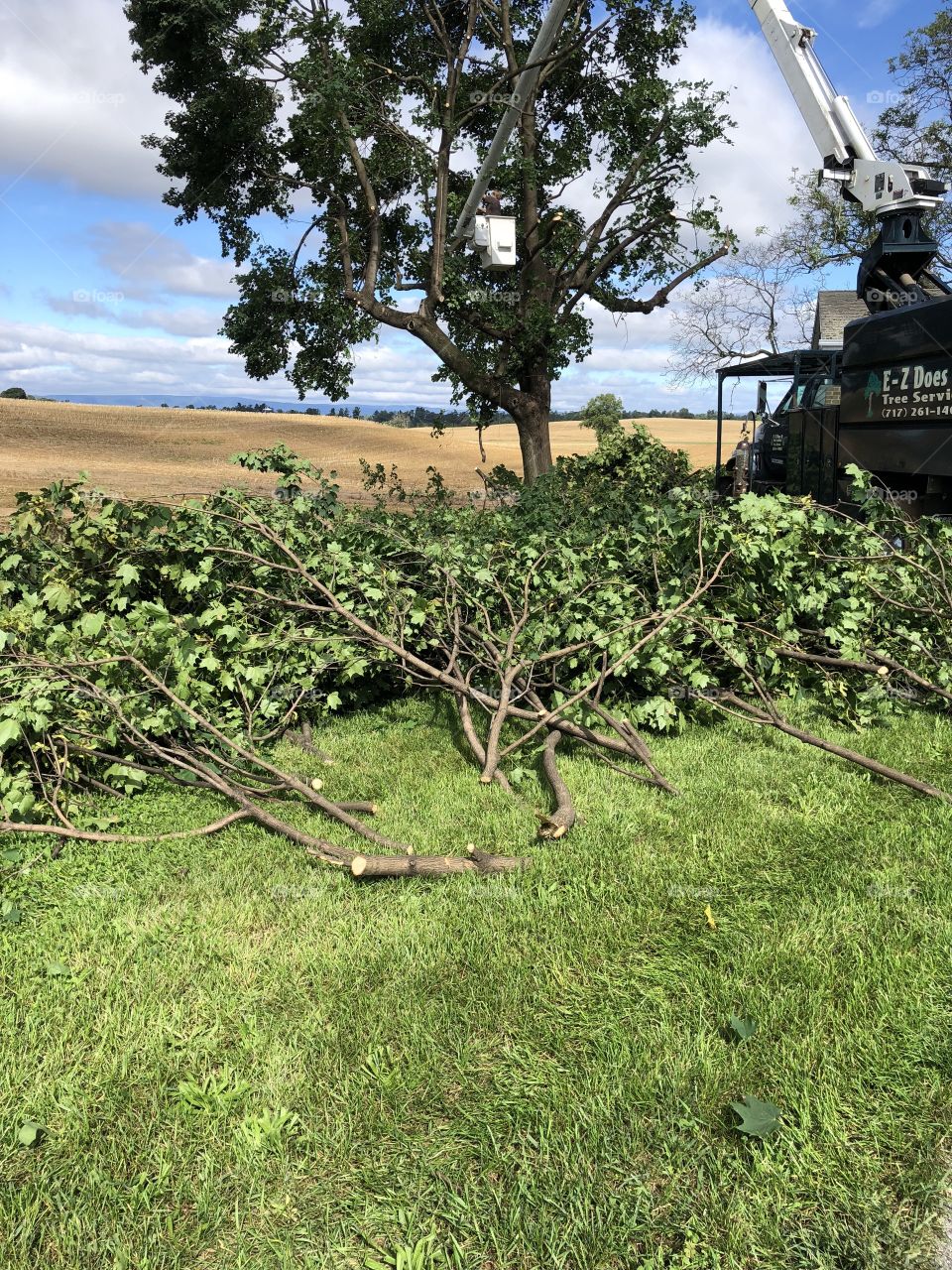 Tree trimming maple tree branch piles
