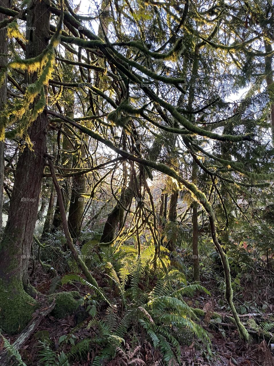 Sunlight through branches