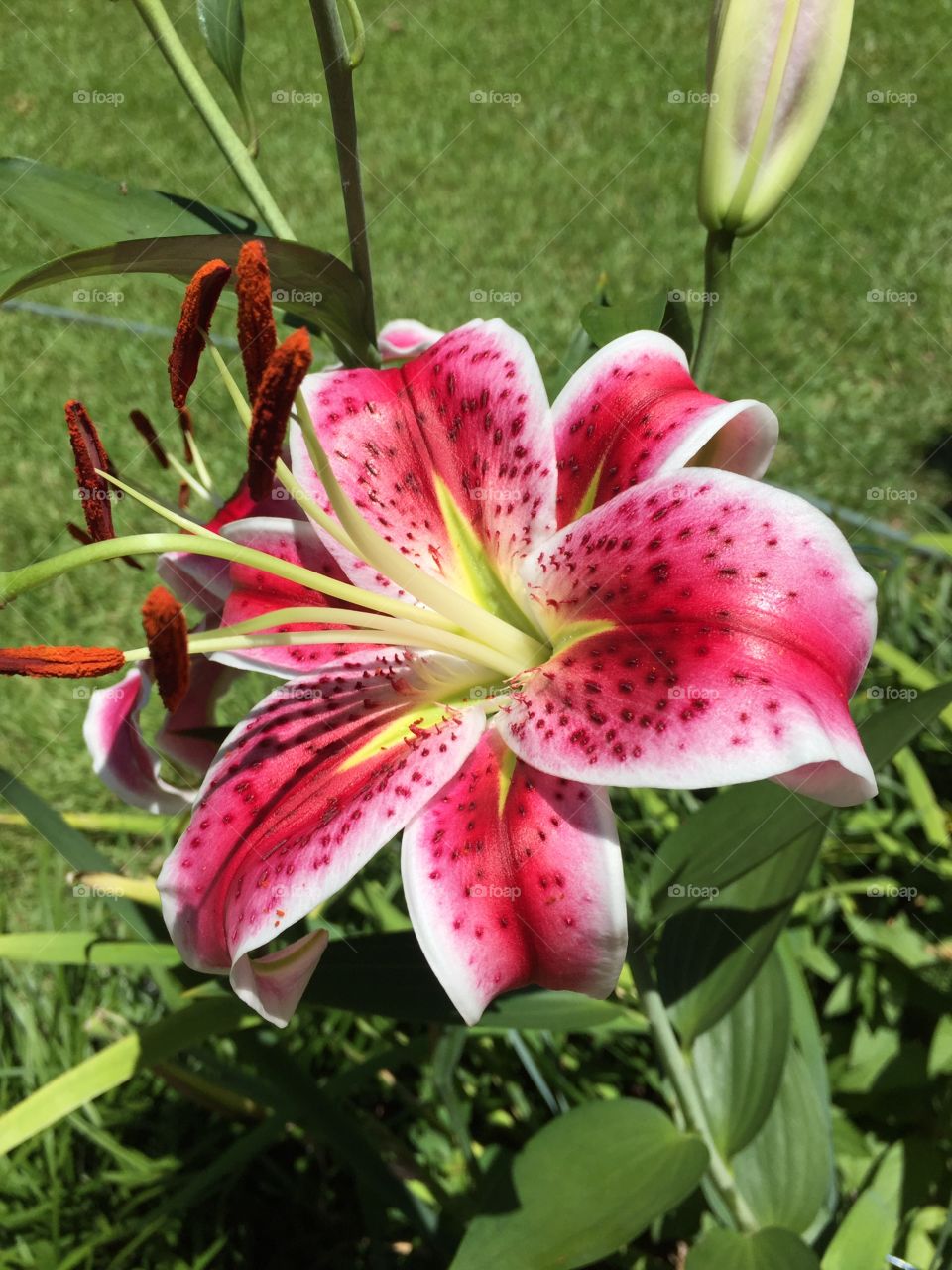 Close-up of pink lily