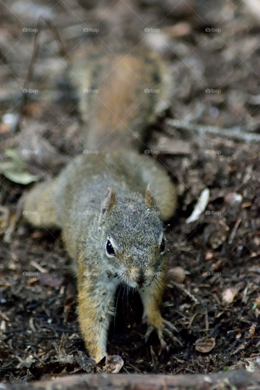 Closeup of a squirrel which digs a nut