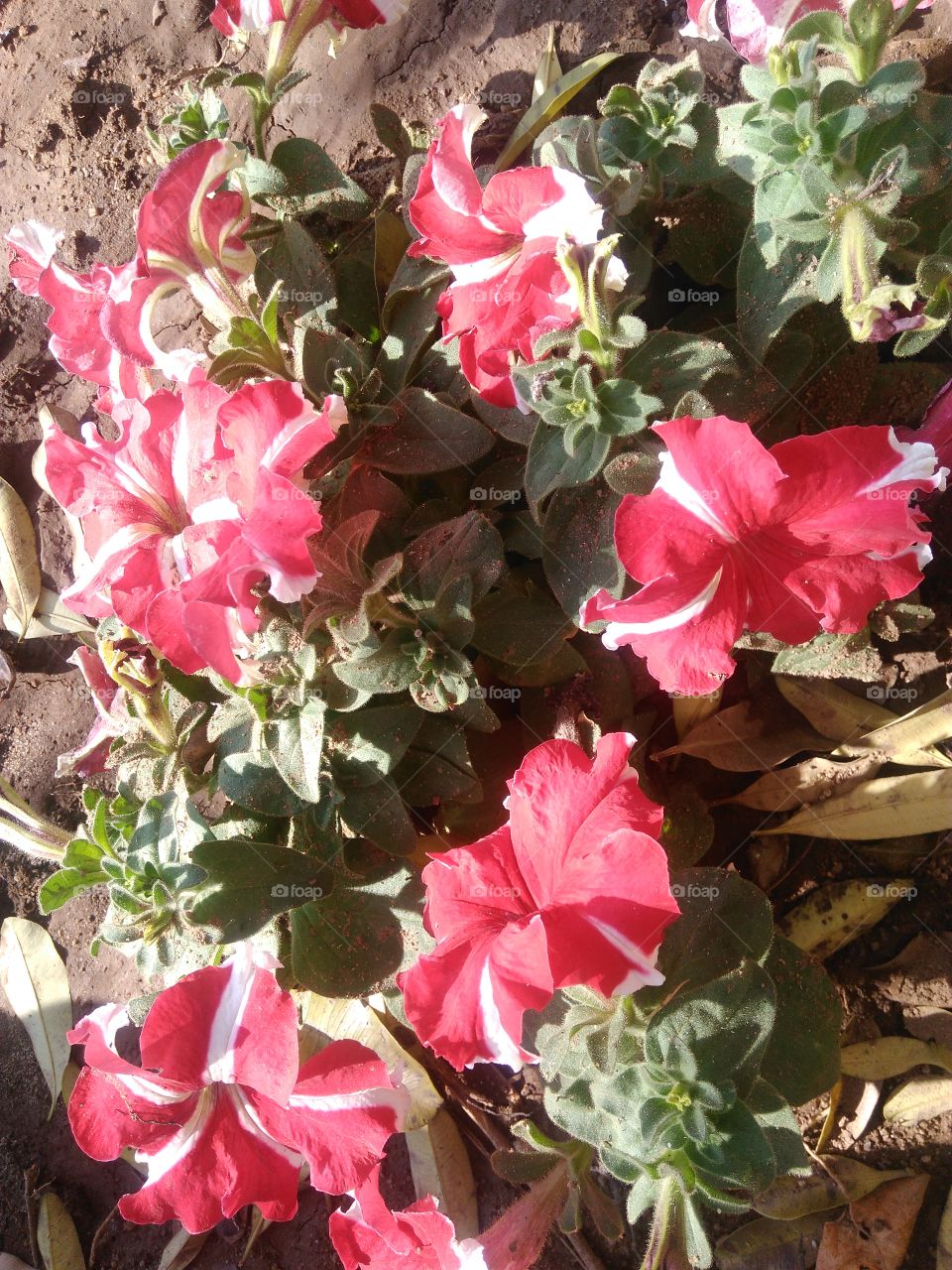 red flowers