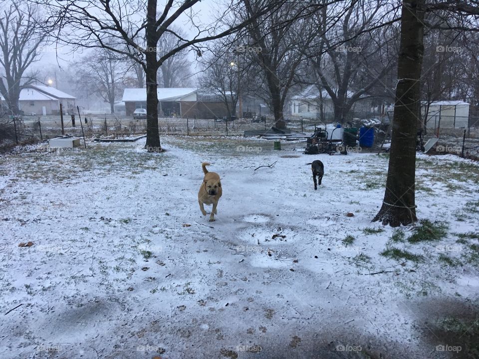 My dogs enjoying playing in the snow last year. So far haven’t got the white stuff yet.