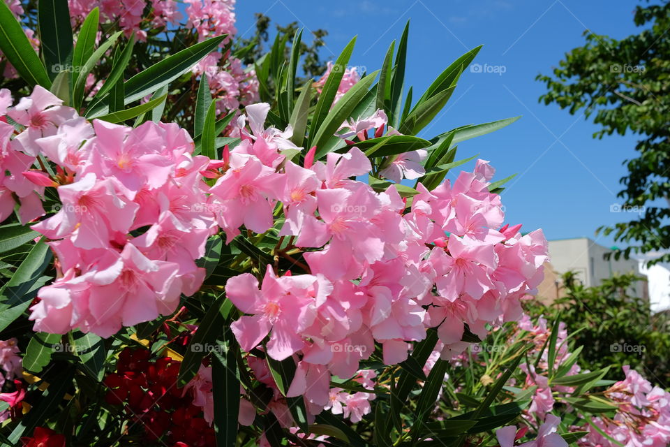 Flowers