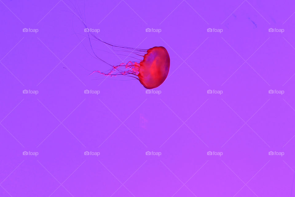 Jellyfish, red light
