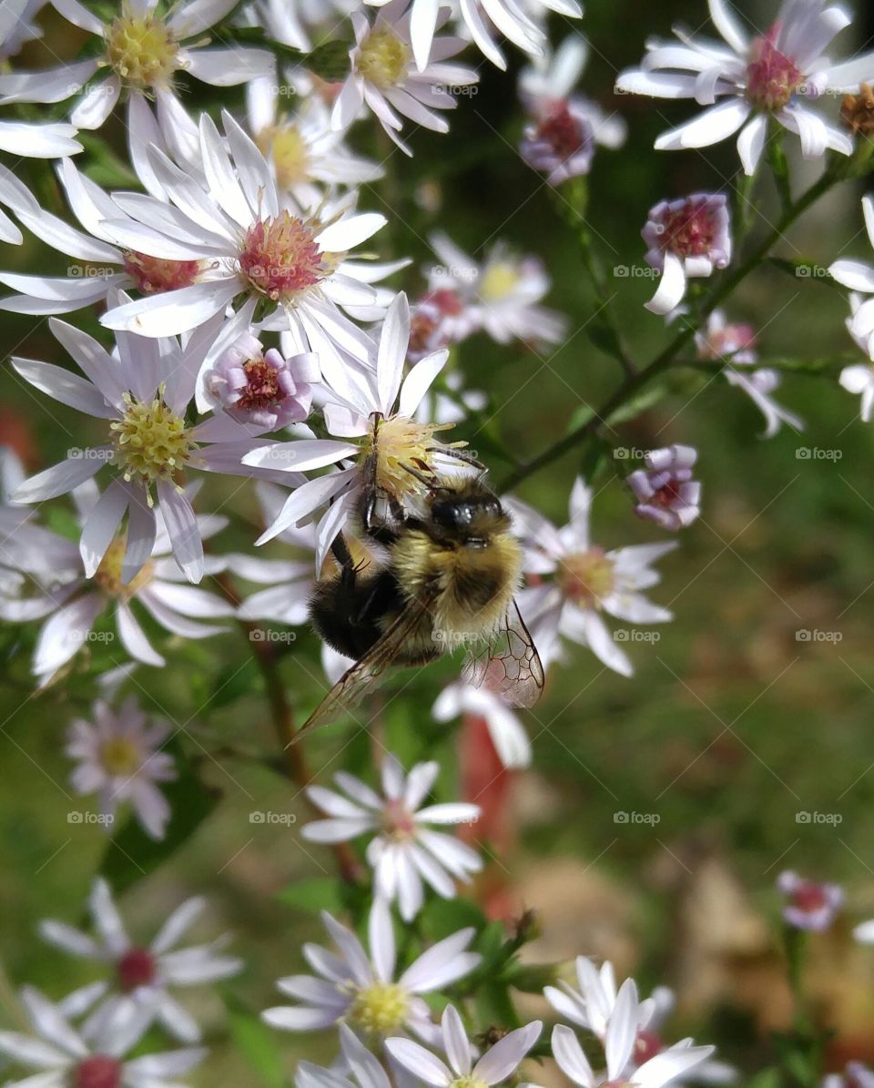 Close up live bee on flower. taking picture of flower while this bee passed in front of the lens