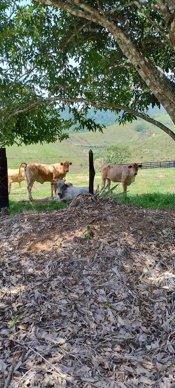 cows in the fence