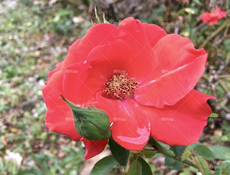 End summer rose after gentle rain