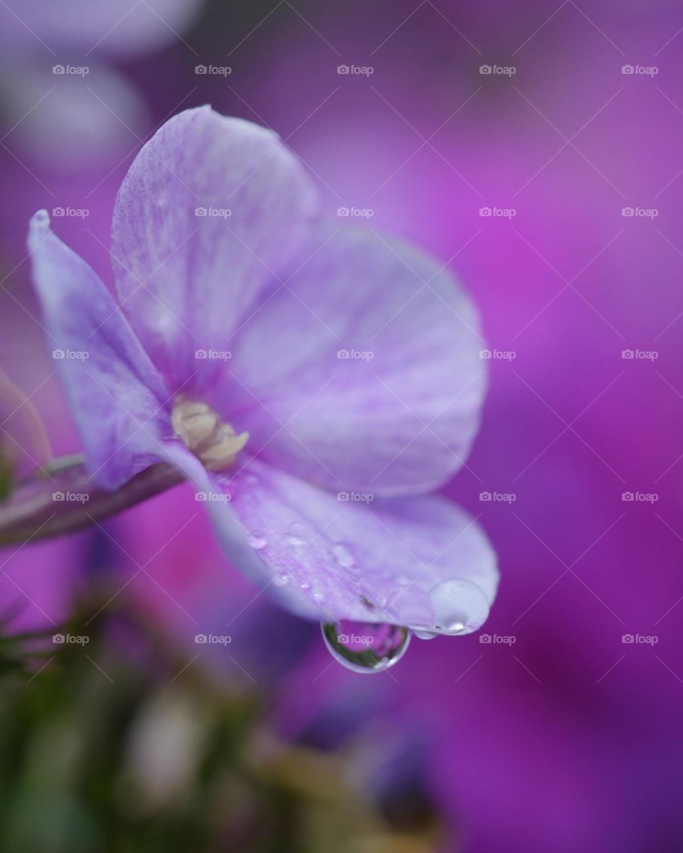 Wet flower