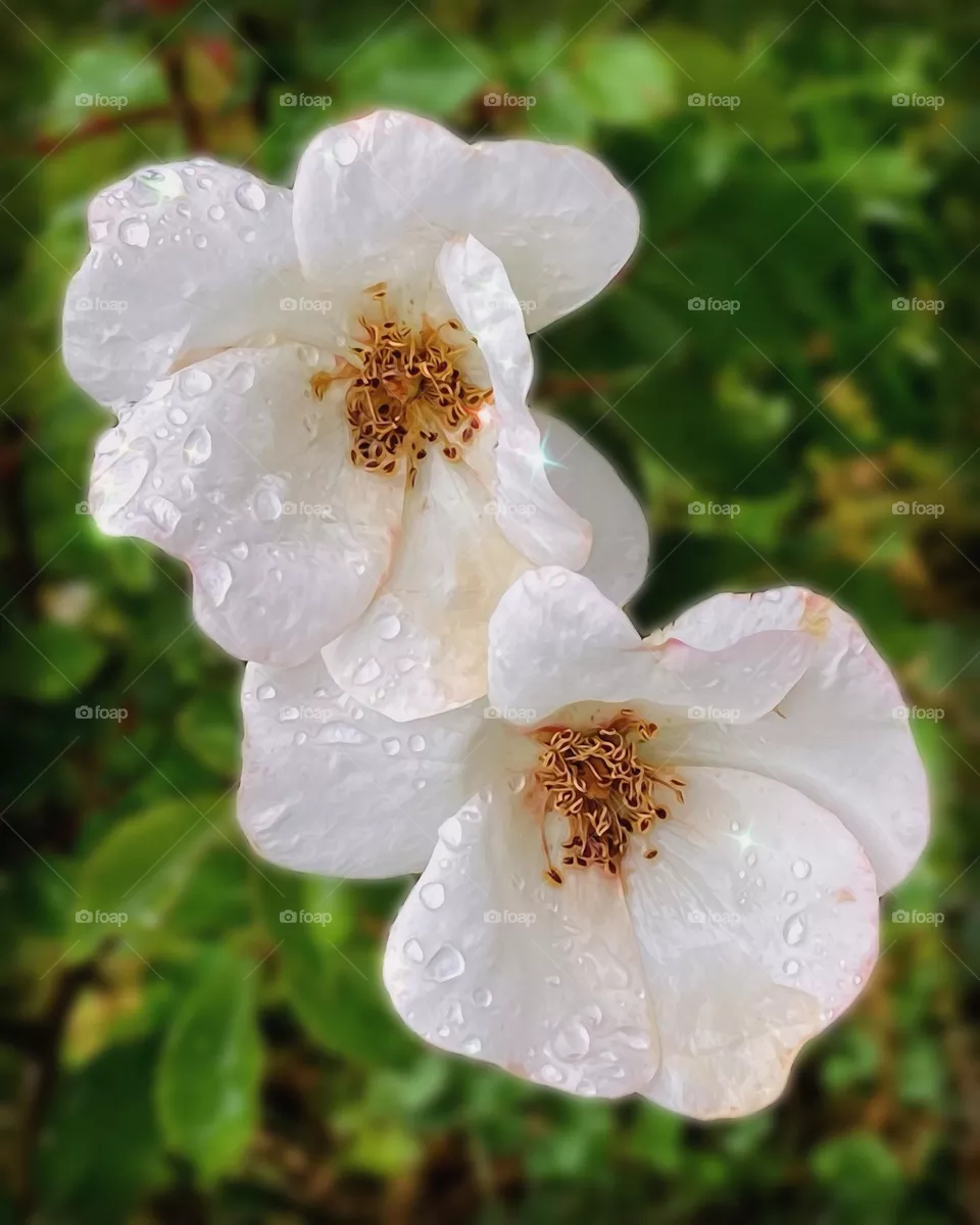 Roses