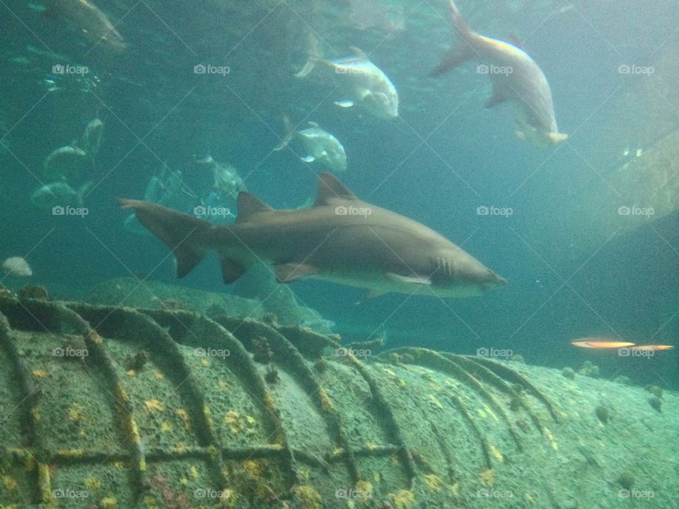 Shark Tank 4