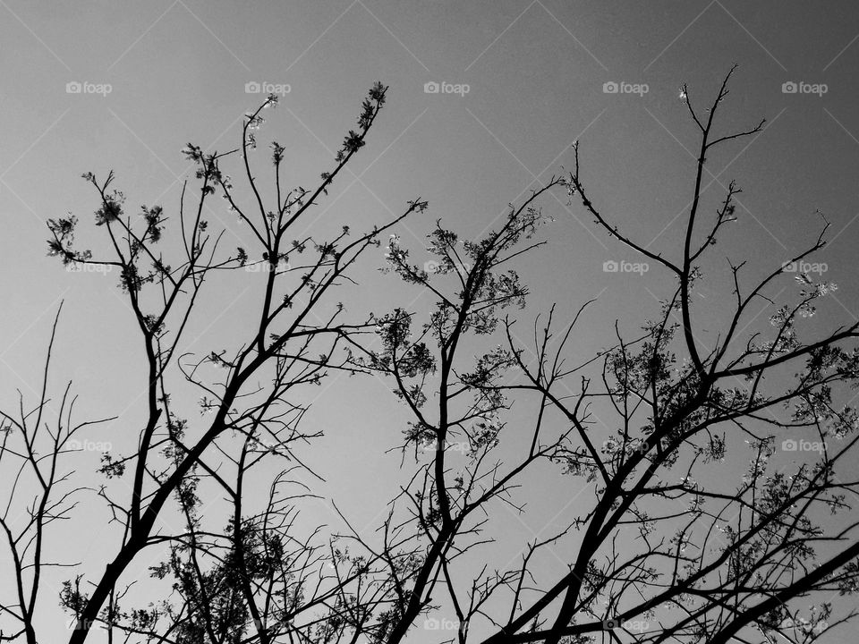 Tree branches in the morning